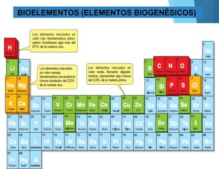 BIOELEMENTOS (ELEMENTOS BIOGENÉSICOS)
 