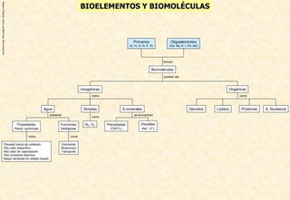RosarioPlanelló,JoseLuisMartinez,Gloriamorcillo
BIOELEMENTOS Y BIOMOLÉCULAS
LípidosGlúcidos A. NucleicosProteínas
como
Orgánicas
Oligoelementos
(Ca, Na, K, I, Fe, etc)
Primarios
(C, H, O, N, P, S)
Biomoléculas
forman
Simples
N2, O2
como
Propiedades
físico- químicas
Funciones
biológicas
Disolvente
Bioquímica
Transporte
presenta
Elevada fuerza de cohesión
Alto calor específico
Alto calor de vaporización
Alta constante eléctrica
Mayor densidad en estado líquido
como como
se encuentran
Disueltas
(Na+, Cl-)
Precipitadas
(CaCO3)
Inorgánicas
S.mineralesAgua
como
pueden ser
 