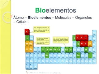 Bioelementos
Átomo – Bioelementos – Moléculas – Organelos
– Célula -
 