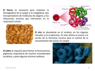 El hierro es necesario para sintetizar la
hemoglobina de la sangre y la mioglobina, dos
transportadores de moléculas de ox...