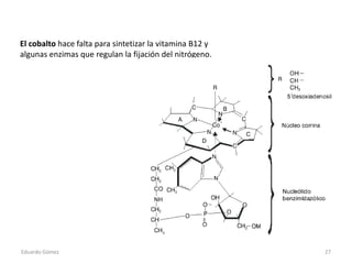 El cobalto hace falta para sintetizar la vitamina B12 y
algunas enzimas que regulan la fijación del nitrógeno.
Eduardo Góm...