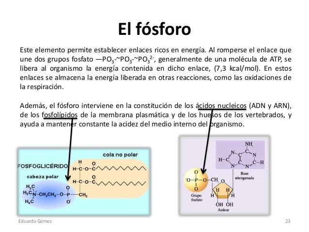 Resultado de imagen para bioelementos fosforo