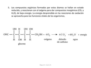 5. Los compuestos orgánicos formados por estos átomos se hallan en estado
reducido, y reaccionan con el oxígeno para dar compuestos inorgánicos (CO2 y
H2O), de baja energía. La energía desprendida en las reacciones de oxidación
se aprovecha para las funciones vitales de los organismos.
Miguel A. Castro R.
 