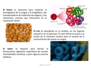El hierro es necesario para sintetizar la
hemoglobina de la sangre y la mioglobina, dos
transportadores de moléculas de oxígeno, y los
citocromos, enzimas que intervienen en la
respiración celular.
El cinc es abundante en el cerebro, en los órganos
sexuales y en el páncreas. En este último se asocia a la
acción de la hormona insulina para el control de la
concentración del azúcar en sangre.
El cobre se requiere para formar la
hemocianina, pigmento respiratorio de muchos
invertebrados acuáticos, y para algunas enzimas
oxidasas.
Miguel A. Castro R.
 