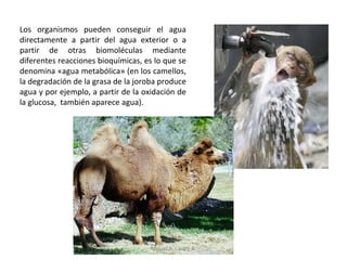 Los organismos pueden conseguir el agua
directamente a partir del agua exterior o a
partir de otras biomoléculas mediante
diferentes reacciones bioquímicas, es lo que se
denomina «agua metabólica» (en los camellos,
la degradación de la grasa de la joroba produce
agua y por ejemplo, a partir de la oxidación de
la glucosa, también aparece agua).
Miguel A. Castro R.
 