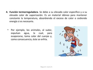 4. Función termorreguladora. Se debe a su elevado calor específico y a su
elevado calor de vaporización. Es un material idóneo para mantener
constante la temperatura, absorbiendo el exceso de calor o cediendo
energía si es necesario.
• Por ejemplo, los animales, al sudar,
expulsan agua, la cual, para
evaporarse, toma calor del cuerpo y,
como consecuencia, éste se enfría.
Miguel A. Castro R.
 