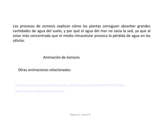 Los procesos de osmosis explican cómo las plantas consiguen absorber grandes
cantidades de agua del suelo, y por qué el agua del mar no sacia la sed, ya que al
estar más concentrada que el medio intracelular provoca la pérdida de agua en las
células.
Animación de ósmosis
http://www.consumer.es/web/es/medio_ambiente/urbano/2006/05/25/152370.php
http://www2.nl.edu/jste/osmosis.htm
Otras animaciones relacionadas:
Miguel A. Castro R.
 