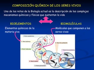 COMPOSICIÓN QUÍMICA DE LOS SERES VIVOS
Uno de los retos de la Biología actual es la descripción de los complejos
mecanismo...