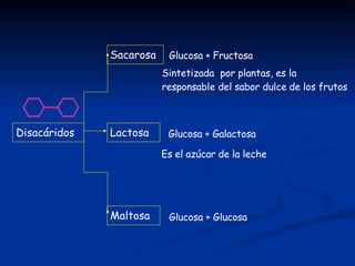 Disacáridos
Sacarosa
Lactosa
Maltosa
Glucosa + Fructosa
Glucosa + Glucosa
Sintetizada por plantas, es la
responsable del s...