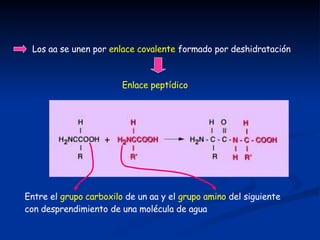 Los aa se unen por enlace covalente formado por deshidratación
Enlace peptídico
Entre el grupo carboxilo de un aa y el gru...
