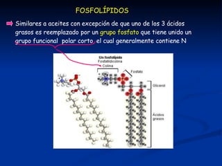 Colas hidrofóbicas  insolubles
en agua
Cabeza polar  tiene carga
eléctrica y es soluble en agua
(hidrofílica)
FOSFOLÍPID...