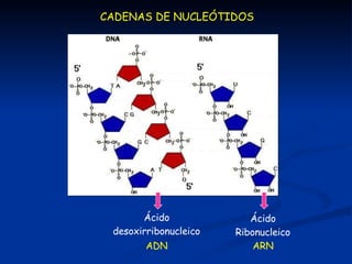 Tipos de base
nitrogenada
Cadena de
nucleótidos
CADENAS DE NUCLEÓTIDOS
 
