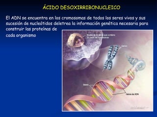CÓDIGO GENÉTICO
regla de correspondencia entre la serie
de nucleótidos de los ácidos nucleicos y
las series de aminoácidos...