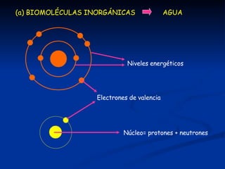 (a) BIOMOLÉCULAS INORGÁNICAS AGUA
Núcleo= protones + neutrones
Electrones de valencia
Niveles energéticos
 