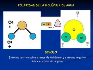 Extremo positivo sobre átomos de hidrógeno, y extremo negativo sobre el átomo de oxígeno POLARIDAD DE LA MOLÉCULA DE AGUA DIPOLO 