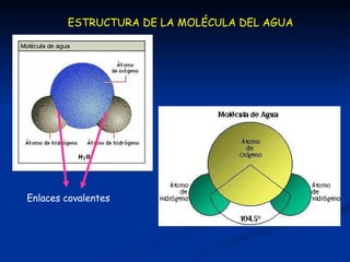 Enlaces covalentes ESTRUCTURA DE LA MOLÉCULA DEL AGUA 