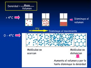> 4ºC 0 - 4ºC Disminuye el movimiento Moléculas se acercan Moléculas se distancian - T°C Aumenta el volumen y por lo tanto disminuye la densidad Disminuye el volumen Densidad = Masa Volumen 