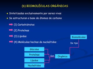 (b) BIOMOLÉCULAS ORGÁNICAS    Sintetizadas exclusivamente por seres vivos    Se estructuran a base de átomos de carbono (1) Carbohidratos (2) Proteínas (3) Lípidos (4) Moléculas hechas de nucleótidos  Biomoléculas Orgánica Proteínas Glúcidos Nucleótidos Lípidos Son De tipo 
