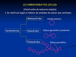 (1) CARBOHIDRATOS (CH 2 O)n (Construidos de azúcares simples)    Se clasifican según el número de unidades de azúcar que contienen: Monosacáridos Disacáridos Polisacáridos Carbohidratos Unidad (azúcar) Enlace glucosídico (covalente) Enlace glucosídico  
