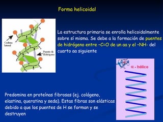 Forma helicoidal La estructura primaria se enrolla helicoidalmente sobre sí misma. Se debe a la formación de  puentes de hidrógeno entre –C=O de un aa y el –NH-  del cuarto aa siguiente Predomina en proteínas fibrosas (ej. colágeno, elastina, queratina y seda). Estas fibras son elásticas debido a que los puentes de H se forman y se destruyen 