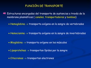 FUNCIÓN DE TRANSPORTE    Hemoglobina      transporta oxígeno en la sangre de vertebrados    Hemocianina      transporta oxígeno en la sangre de invertebrados    Mioglobina      transporta oxígeno en los músculos    Lipoproteínas      transportan lípidos por la sangre    Citocromos      transportan electrones Estructuras encargadas del transporte de sustancias a través de la membrana plasmáticas (  canales ,  transportadores   y   bombas ) 