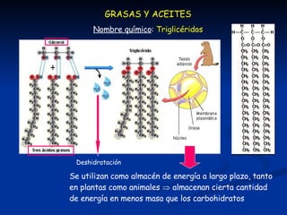 GRASAS Y ACEITES Deshidratación Nombre químico :  Triglicéridos Se utilizan como almacén de energía a largo plazo, tanto en plantas como animales    almacenan cierta cantidad de energía en menos masa que los carbohidratos 