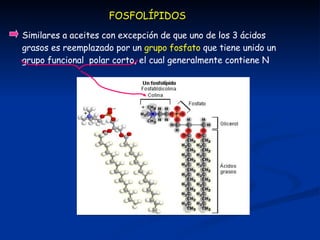 FOSFOLÍPIDOS Similares a aceites con excepción de que uno de los 3 ácidos grasos es reemplazado por un  grupo fosfato  que tiene unido un grupo funcional  polar corto, el cual generalmente contiene N  