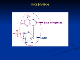 NUCLEÓSIDOS Azúcar  Base nitrogenada  