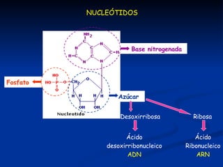 NUCLEÓTIDOS Ribosa Desoxirribosa  Ácido desoxirribonucleico  ADN Ácido Ribonucleico  ARN Fosfato  Azúcar  Base nitrogenada  