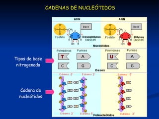 Tipos de base nitrogenada Cadena de nucleótidos CADENAS DE NUCLEÓTIDOS 