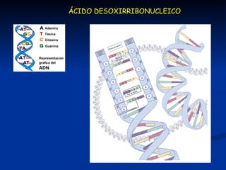 ÁCIDO DESOXIRRIBONUCLEICO 