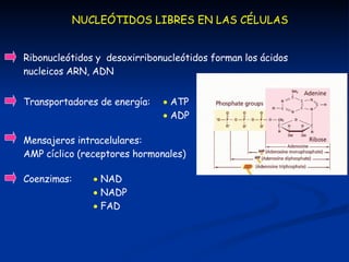 Coenzimas:   NAD    NADP    FAD NUCLEÓTIDOS LIBRES EN LAS CÉLULAS Ribonucleótidos y  desoxirribonucleótidos forman los ácidos nucleicos ARN, ADN Transportadores de energía:   ATP    ADP Mensajeros intracelulares: AMP cíclico (receptores hormonales) 