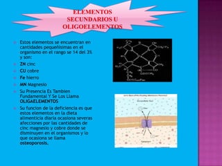  Estos elementos se encuentran en
cantidades pequeñisimas en el
organismo en el rango se 14 del 3%
y son:
 ZN cinc
 CU cobre
 Fe hierro
 MN Magnesio
 Su Presencia Es Tambien
Fundamental Y Se Los Llama
OLIGAELEMENTOS
 Su funcion de la deficiencia es que
estos elementos en la dieta
alimenticia diaria ocasiona severas
afecciones por las cantidades de
cinc magnesio y cobre donde se
disminuyen en el organismos y lo
que ocasiona se llama
osteoporosis.
 