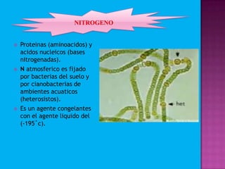  Proteinas (aminoacidos) y
acidos nucleicos (bases
nitrogenadas).
 N atmosferico es fijado
por bacterias del suelo y
por cianobacterias de
ambientes acuaticos
(heterosistos).
 Es un agente congelantes
con el agente liquido del
(-195˚c).
 