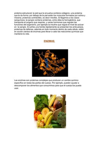 proteína estructural; la piel que la envuelva contiene colágeno, una proteína
que le da forma; por debajo de la piel están los músculos formados por actina y
miosina, proteínas contráctiles, es decir móviles. Si llegamos a los vasos
sanguíneos, la sangre contiene proteínas, entre ellas la hemoglobina, que
transporta el oxígeno que respiras, y varias hormonas que regulan las
funciones del organismo, por ejemplo la insulina que regula el nivel de azúcar
en la sangre. Si sufres una herida rápidamente se presentan los anticuerpos,
proteínas de defensa, además en todo momento dentro de cada célula, están
en acción cientos de enzimas para llevar a cabo las reacciones químicas que
mantiene la vida.

ENZIMAS

Las enzimas son proteínas complejas que producen un cambio químico
específico en todas las partes del cuerpo. Por ejemplo, pueden ayudar a
descomponer los alimentos que consumimos para que el cuerpo los pueda
usar.

 