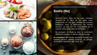 Sodio (Na)
• Aparecen como iones de las sales minerales
disueltas en el agua de los seres vivos,
participación en una gran cantidad de procesos
fisiológicos como la transmisión del impulso
nervioso, ya que son los responsables de la
creación de los potenciales de membrana.
• Se encargan de llevar a cabo la transmisión
del impulso nervioso, lo que es vital para la vida.
Se encuentran en: Carnes, pescados, quesos, pan,
tostadas, pastaría, galletas, aceitunas, col, acelgas,
sal de mesa, espinacas, apio, berro, etc.
 