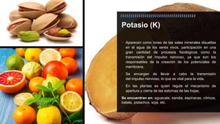 Potasio (K)
• Aparecen como iones de las sales minerales disueltas
en el agua de los seres vivos, participación en una
gran cantidad de procesos fisiológicos como la
transmisión del impulso nervioso, ya que son los
responsables de la creación de los potenciales de
membrana.
• Se encargan de llevar a cabo la transmisión
del impulso nervioso, lo que es vital para la vida.
• En las plantas es quien regula el mecanismo de
apertura y cierra de las estomas de las hojas.
Se encuentran en: aguacate, sandia, espinacas, cítricos,
batata, pistachos, soja, etc.
 