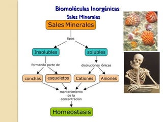 Biomoléculas InorgánicasBiomoléculas Inorgánicas
Sales MineralesSales Minerales
 