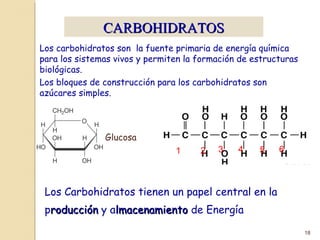 18
CARBOHIDRATOSCARBOHIDRATOS
Los carbohidratos son la fuente primaria de energía química
para los sistemas vivos y permiten la formación de estructuras
biológicas.
Los bloques de construcción para los carbohidratos son
azúcares simples.
Glucosa
1 2 3 4 5 6
Los Carbohidratos tienen un papel central en la
producciónroducción y almacenamientolmacenamiento de Energía
 