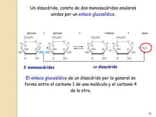 20
Un disacárido, consta de dos monosacáridos anulares
unidos por un enlace glucosídico.
2 monosacáridos un disacárido
glucosa glucosa maltosa agua
El enlace glucosídico de un disacárido por lo general se
forma entre el carbono 1 de una molécula y el carbono 4
de la otra.
1 4
 