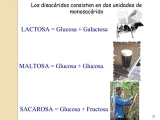21
MALTOSA = Glucosa + Glucosa.
SACAROSA = Glucosa + Fructosa
LACTOSA = Glucosa + Galactosa
Los disacáridos consisten en dos unidades de
monosacárido
 