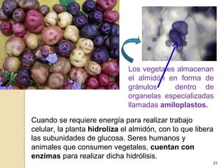 23
Los vegetales almacenan
el almidón en forma de
gránulos dentro de
organelas especializadas
llamadas amiloplastos.
Cuando se requiere energía para realizar trabajo
celular, la planta hidroliza el almidón, con lo que libera
las subunidades de glucosa. Seres humanos y
animales que consumen vegetales, cuentan con
enzimas para realizar dicha hidrólisis.
 