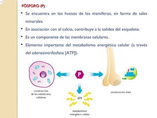 FÓSFORO (P)FÓSFORO (P)
 Se encuentra en los huesos de los mamíferos, en forma de sales
minerales.
 En asociación con el calcio, contribuye a la solidez del esqueleto.
 Es un componente de las membranas celulares.
 Elemento importante del metabolismo energético celular (a través
del adenosintrifosfato [ATP]).
 