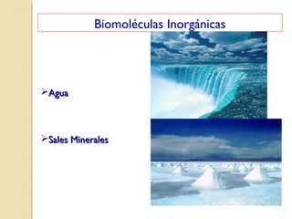 Biomoléculas Inorgánicas
AguaAgua
Sales MineralesSales Minerales
 
