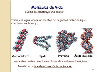 Bioelementosybiomolculas 11-130329221515-phpapp02