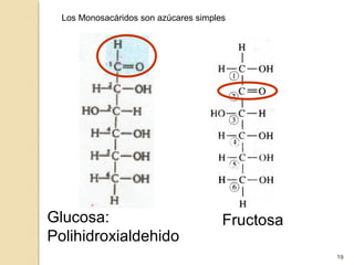 Los Monosacáridos son azúcares simples




Glucosa:                               Fructosa
Polihidroxialdehido
                                                  19
 