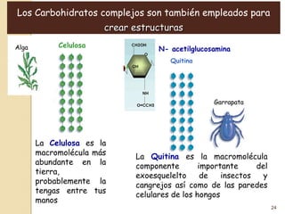 Los Carbohidratos complejos son también empleados para
                       crear estructuras
Alga        Celulosa
                                   N- acetilglucosamina
                                      Quitina




                                                  Garrapata




       La Celulosa es la
       macromolécula más     La Quitina es la macromolécula
       abundante en la       componente        importante     del
       tierra,               exoesquelelto      de   insectos   y
       probablemente la      cangrejos así como de las paredes
       tengas entre tus      celulares de los hongos
       manos
                                                                    24
 