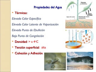Térmicas : Elevado Calor Específico Elevado Calor Latente de Vaporización Elevado Punto de Ebullición Bajo Punto de Congelación Densidad : > a 4 o C Tensión superficial :  alta Cohesión y Adhesión . Propiedades del Agua http://platea.pntic.mec.es/~iali/personal/agua/agua/capilaridad.jpg 