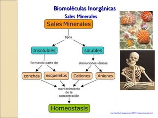 Biomoléculas Inorgánicas Sales Minerales http://bio2bach.blogspot.com/2007/11/sales-minerales.html 
