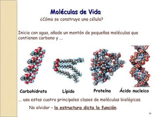 Moléculas de Vida ¿Cómo se construye una célula? Inicia con agua, añade un montón de pequeñas moléculas que contienen carbono y ...  ... usa estas cuatro principales clases de moléculas biológicas. No olvidar –  la estructura dicta la función . Carbohidrato Lípido Proteína Ácido nucleico 
